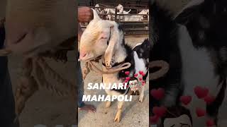 Gujri sanjari goat farms mahapoli