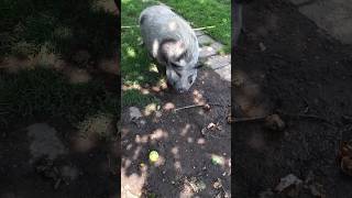 Piggy eating the spicy apples