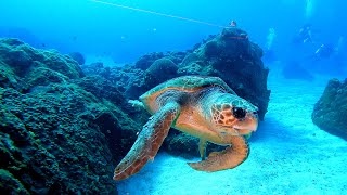 Scuba Diving in the Gulf of Mexico (4K)