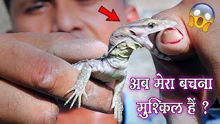 विषखोपड़ा  गोयरा  ने मुझे काट लिए अब मेरा बचना मुश्किल हैं  Moniter lizard bite me