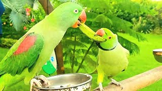 Talking Ringneck Parrot and Alexandrine Parrot Video