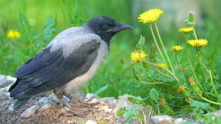 Hooded Crow Fledgling Enjoying False Dandelions [4K] Scent or Taste?