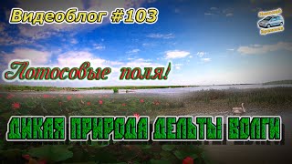 Видеоблог #103. Дорога к лотосовым полям! Природа дельты Волги!