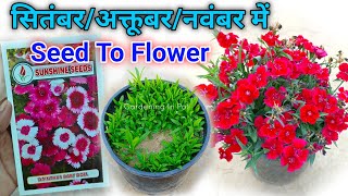 Dianthus बीज अगस्त मे लगाएं WITH FLOWER UPDATE / Dianthus From Seeds How To Grow at Home