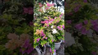 🌹🌺 Flowers #shorts #bougainvillea