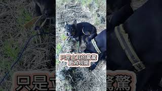 [台灣米克斯]182_1  沒多久 隔壁小黑就來報到了... #台灣犬 #台灣米克斯