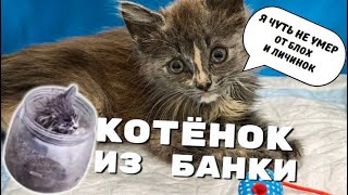 Котёнка блохи съедали заживо. Полная версия. Удивительные истории из жизни животных.