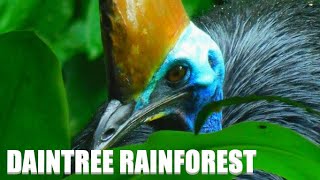 Off-Grid in the DAINTREE Rainforest | Queensland, Australia