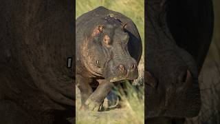 The History of Hippos in America in 1 Minute