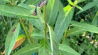 Caterpillars and Bees