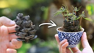 松ぼっくり湯吞みミニ盆栽 発芽～1年の成長記録【Bonsai diary 盆栽日記 4/15】種まき 初心者の簡単盆栽、園芸の作り方 やり方 五葉松 pine Sowing seeds EOS R5