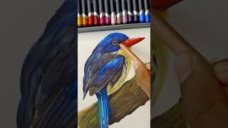 Realistic Kingfisher Bird Drawing with Derwent Colour Pencils #shorts #wildlife #birddrawing