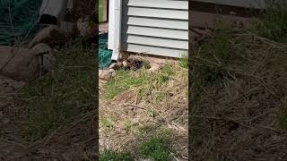 Woodchuck/groundhog Trapping check 2!