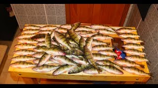 Crazy Perch bite day 2... (Another Limit)