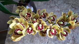 Цветение орхидей в феврале (I часть)Phal. Leonard Prince ever Spring spot, Sun Peach, Linette 1