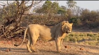 03-Pride of Kruger national park #willdlife