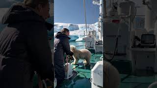 🐻‍❄️ Tiny Polar Bear's Heartwarming Rescue! 😍 #PolarBearRescue #WildlifeConservation #ArcticAnimals