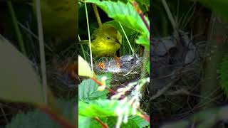 Mama Bird's Love: Feeding Time for Cute Chicks!  #trendingshorts #shortsfeed  #birds #wildlife