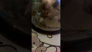 Выбираем переноску для кошки | Переноска hello kitty #cat #funny #кот #рекомендации #shorts #short