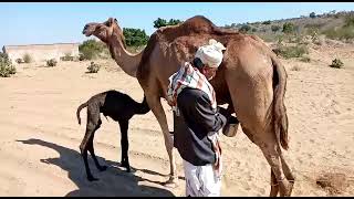 Milking the Camel in Thar 🏝️