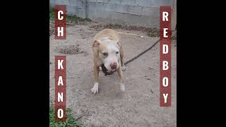 PIT BULL 🔥CH KANO & REDBOY BLOOD🔥 in the making