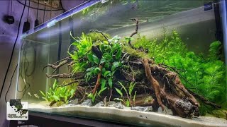 NON-CO2 Aquascape-The Island |水槽 水草