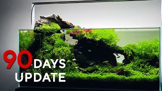 90 Days After My 'FLOW' Aquascape Setup