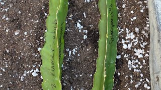 Battambong Dragon Fruit Cuttings