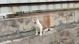 This street cat looks weird cute😸(1)