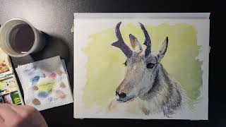 Pronghorn - calming watercolor painting session