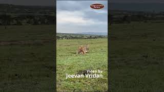 Cheetah Munching