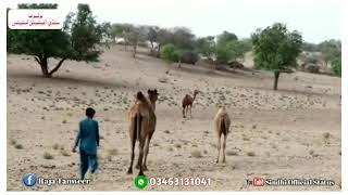 12 Mother Camels With 12 Baby Camels At Camel Form