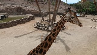 Oasis Wildlife Fuerteventura