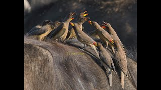 Oxpeckers fight on top of Cape Buffalo | Maasai Mara Safari Sighting | Oxpeckers dustbath in group