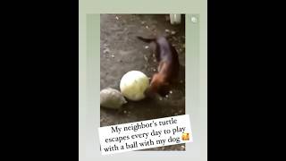 #turtle vs #dog  play #football