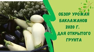 Обзор урожая  баклажанов 2019 г. Баклажаны для открытого грунта