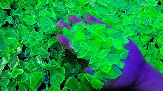 Tumbled Uranium Glass Jewelery ~Recycle chipped cracked or broken Depression Glass into sea glass￼ ￼