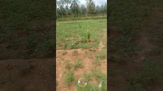 இயற்கை விவசாயம் @sebas2650 #tnfarmers #naturalfarming #tnagriculture #shortsfeed #viral #vivasayi