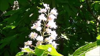 RELAXING MUSIC WITH FLOWERING PLANTS OF INDIAN CHESTNUT, HAWTHORN AND PALM