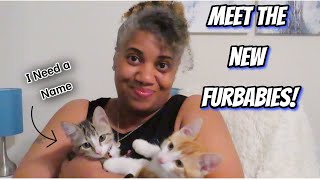 Meet Our New Kittens! | New Editions to the Family!