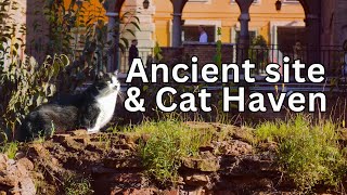 Rome's cat sanctuary and Ancient Largo Argentina