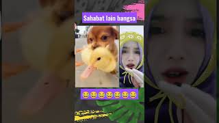 digendong kemana mana 😂 si bebek gak mau ⁉️kesal 🙀 #shorts #viral