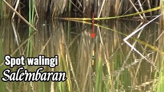 SPOT MANCING WALINGI MUJAER ALAM  HJ DIMAN SALEMBARAN