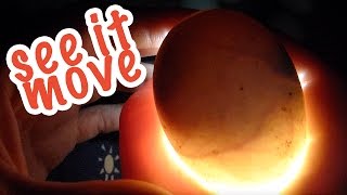 Baby Duck MOVES IN THE EGG!