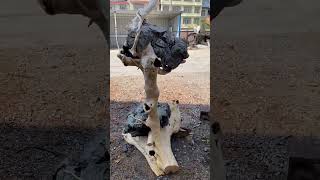 natural root encased stone ornaments #viralvideo #woodworking #woodenpolish #youtubeshorts