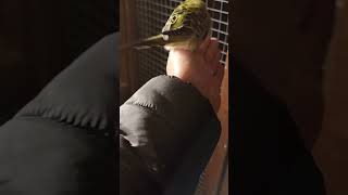 Leo is not leaving my hand alone, lovely budgie, hand tame budgie uk #shorts #short #shortvideo