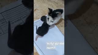 القطه مع أولادها لتحميهم