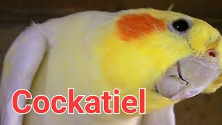 #FunnyCockatielPlaying #SingingCockatiel #MyCockatiel #CockatielParty #Корелла #ПениеКорелла #Parrot