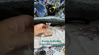 Anaita, da Burlesk - um Angel Nova mais usável e bem mais em conta!! #perfumes #burlesk