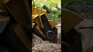 Clearing trees in Uncle Hank's back Yard#treework